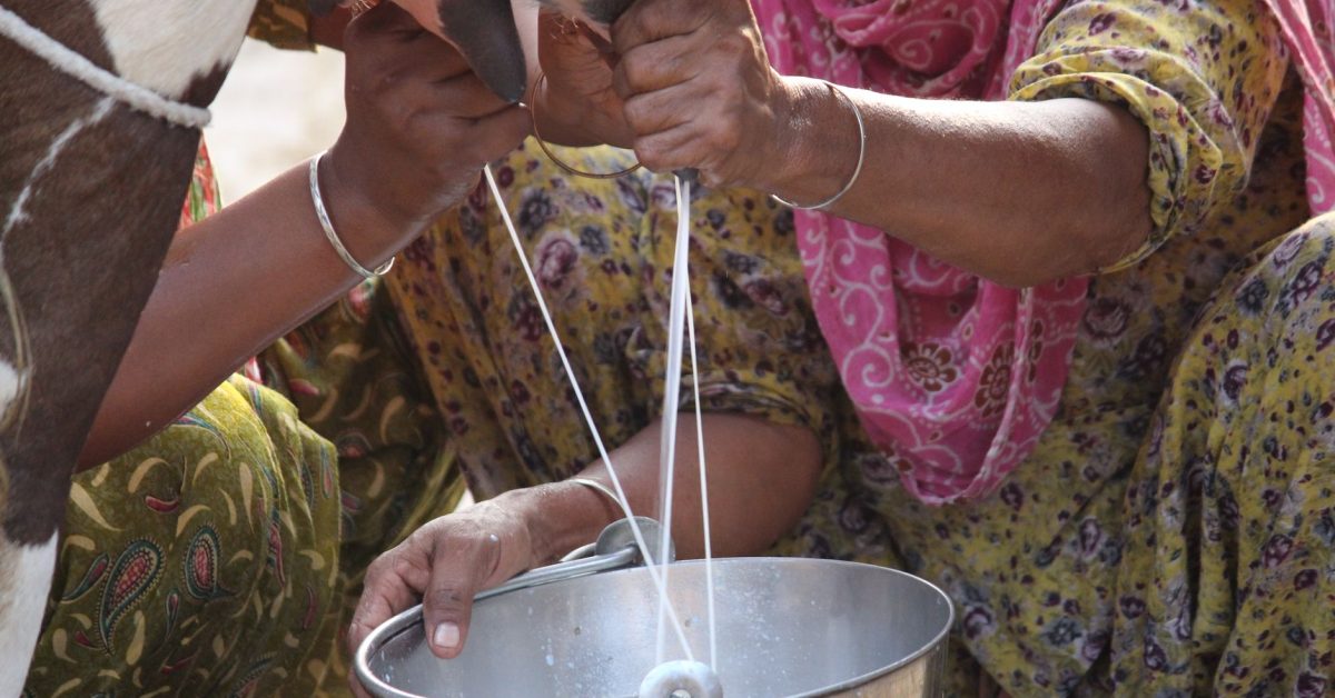 Parag Milk Foods investment: Is it the best move for growth?